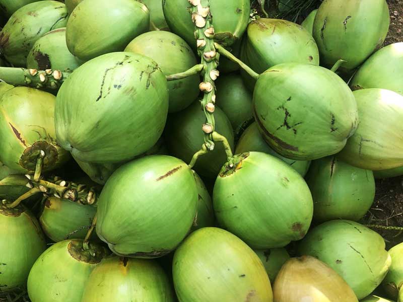Green coconut from the Cocos nucifera palm tree.